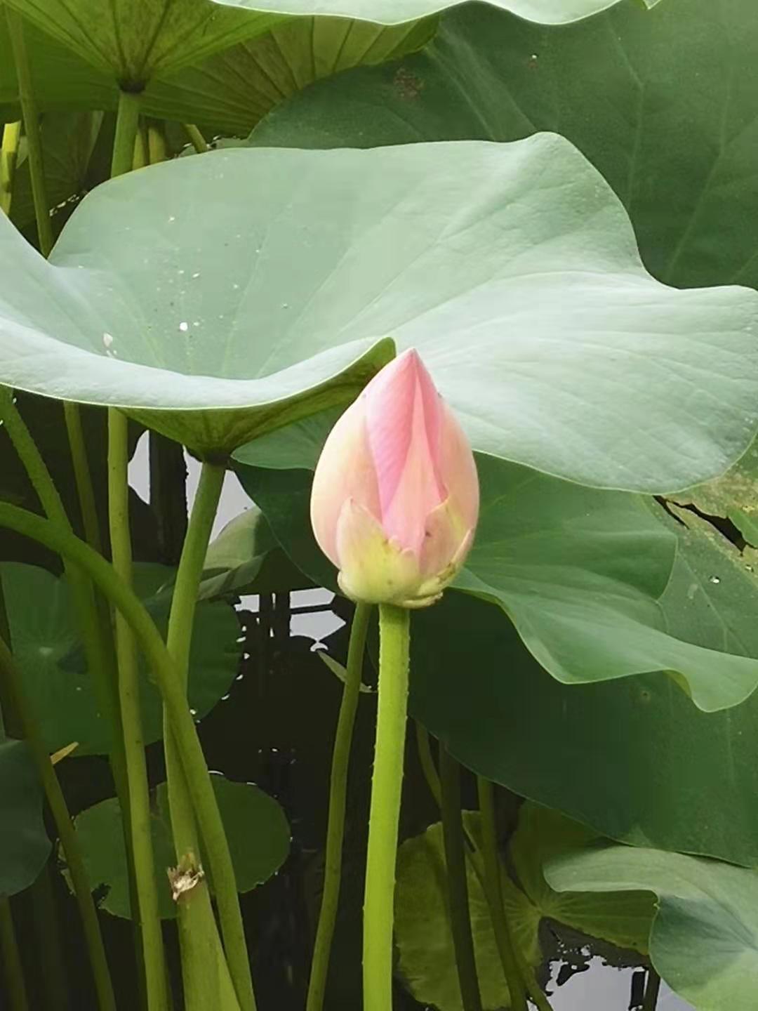 防水毯在景观湖达到“虽由人作，宛自天开”的